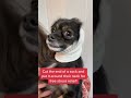 DOG SCARED OF FIREWORKS? Try this!!!