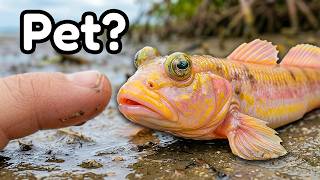 This Fish Shouldn’t Exist… So I Got One