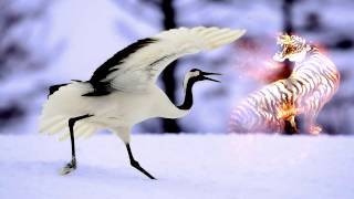 Colin Stetson - Tiger Tiger Crane