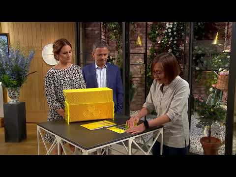 Här gråter trissvinnaren av glädje: "Var så inställd på hundra tusen!" - Nyhetsmorgon (TV4)