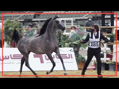 WADEE ALJASSIMYA - Yearling Colts Class Winner, Qatar National 2021