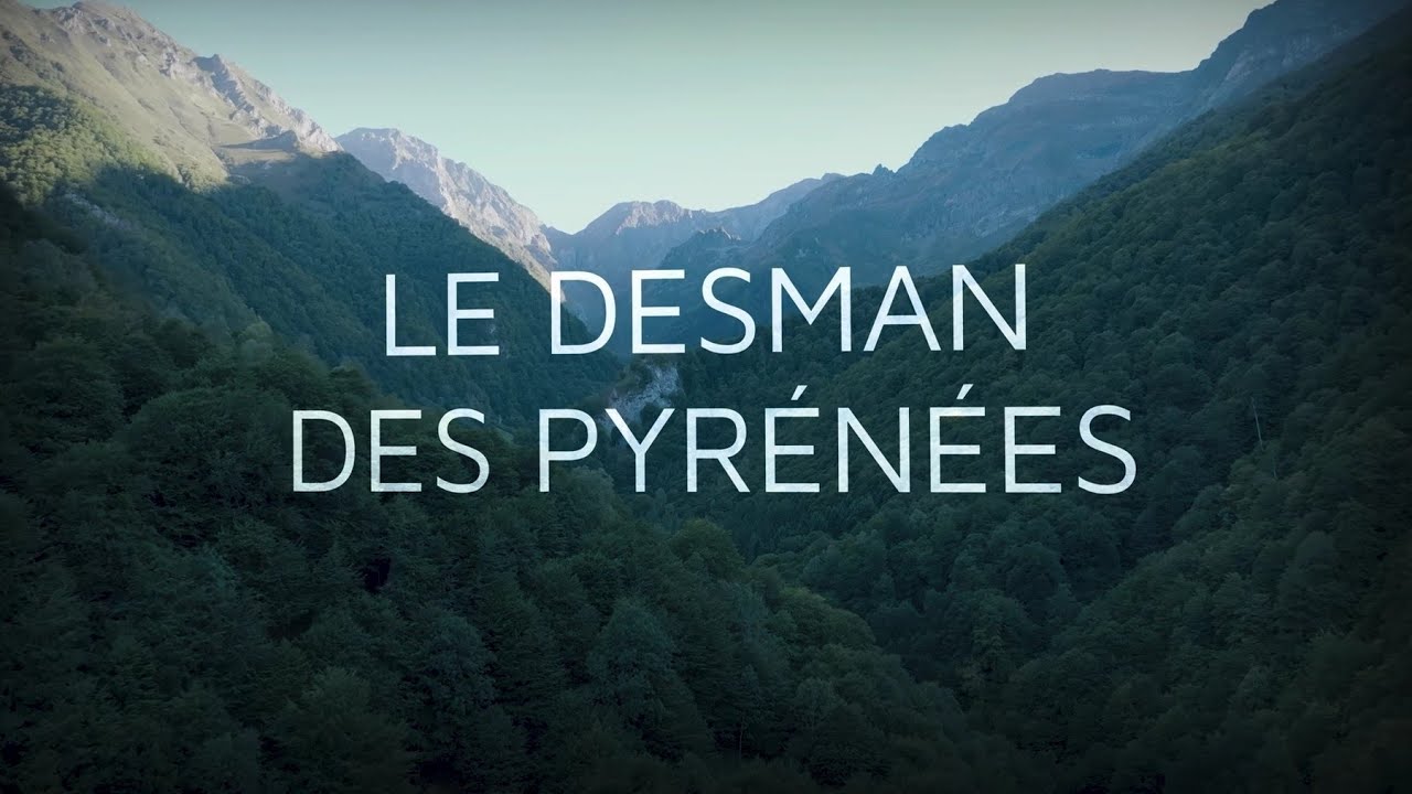 Le Desman des Pyrénées