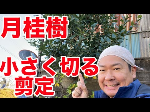月桂樹を冬の後の春に早く成長させる方法 ヒント メンテナンス 肥料 剪定 水やり