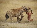 Hyena Bone Crusher Queen Wildlife Nature Documentary
