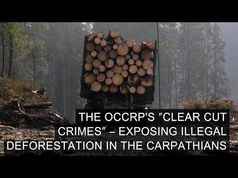 The OCCRP's "Clear Cut Crimes" – Exposing Illegal Deforestation In The Carpathians
