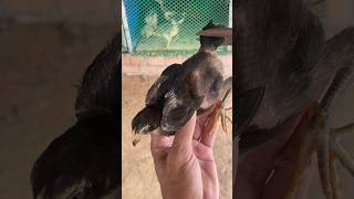 Download lagu How to cut chicken wings #youtubeshort #assel #chickendishes #birds #video #viralvideo mp3