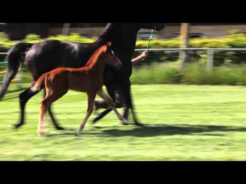 Hengstfohlen 2014 v. Follow Me-JustinianXX-Freiherr