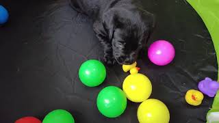 Puppy Loves the Ball Pit [Remembering Poppy]