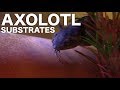 Axolotl Substrate Options - Axolotl Care for Beginners