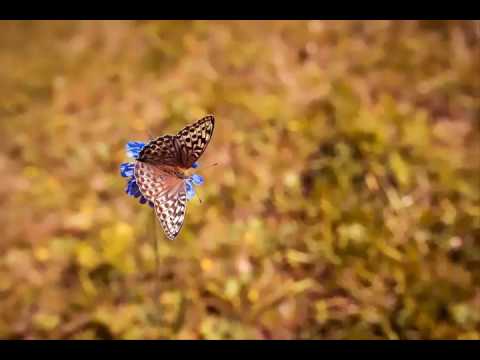 BUTTER / Get What You Came For - Kav Verhouzer feat. BullySongs