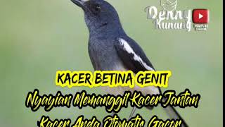 Download lagu MASTERAN PANCINGAN SUARA KACER BETINA MEMANGGIL KACER JANTAN ! OTOMATIS KACER ANDA GACOR DORRR mp3