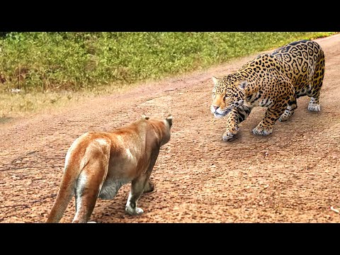 Puma vs. Jaguar | Rare animal fights captured on camera