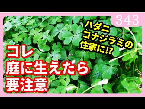 芝生や庭でカタバミと戦うにはどうすればよいですか？有機栽培についての誠実な答え!  庭園