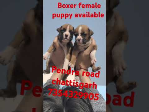 Boxer female puppy available Pendra road chattisgarh #@#@Dog Sell #@##@#