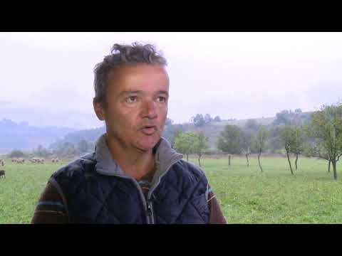 PRIPREMA OVACA ZA PARENJE