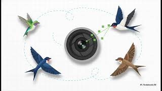 野鳥撮影テクニック：初心者でもできる！ピント合わせのコツ【鳥ビア】