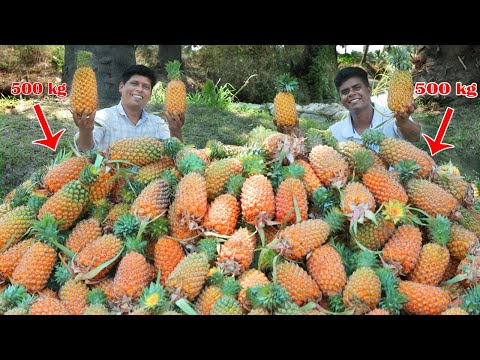 500Kg PINEAPPLE | Yummy Pineapple Juice Making | Pineapple Cutting Skill | Village Food