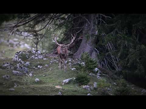 Hirschbrunft in den österreichischen Bergen