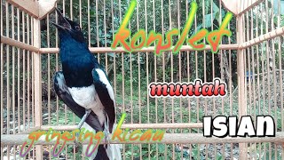 Download lagu 🔴LANGSUNG PLAY SAJA ‼️KACER ANDA PASTI LANGSUNG BUKA EKOR SEKETIKA❗❗ mp3