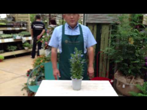 園芸 ブルーベル