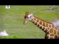 Clips From Animal Kingdom The First Adventure