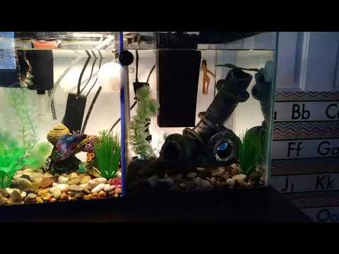 Divided 10 Gallon Betta Tank Part 3