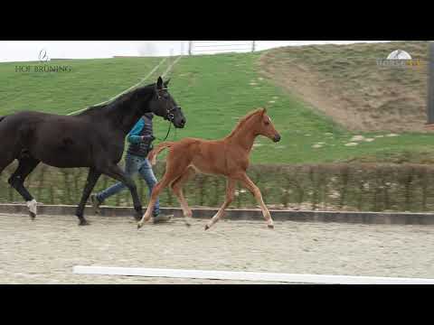 Vivino - His Highness, Stute, geb. 2021