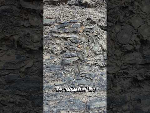 Discover Bolivia's Remarkable "Resurrection Plant