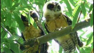 FRANCIS HIME   " JARDIM BOTÂNICO "