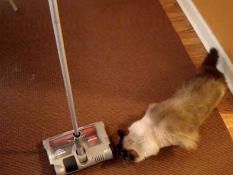 Bissell Perfect Sweep Turbo Product Review - ラグドール...