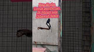 Download lagu Rawatan harian dan setingan lomba untuk burung Kacer👍 #setingankacerjuara #shortvideo mp3 Download lagu Rawatan harian dan setingan lomba untuk burung Kacer👍 #setingankacerjuara #shortvideo mp3