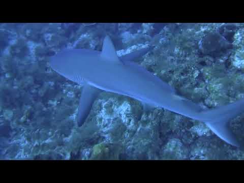 01514 Shark  Bloody Bay Wall - Little Cayman December 17, 2025