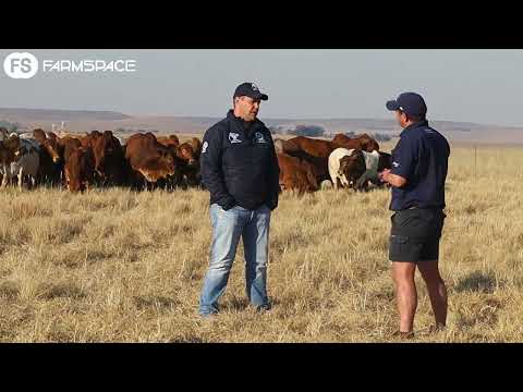 How does one manage a herd of 2800 stud cattle?