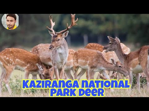 Kaziranga national park deer | Wild animals | assam |