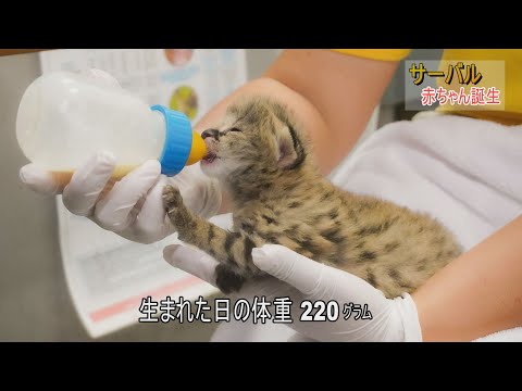 東山動植物園シリーズ　サーバル 赤ちゃん誕生