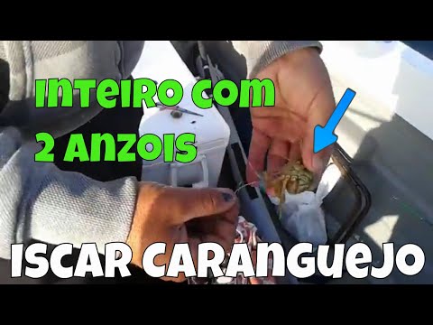 Iscar caranguejo inteiro com 2 anzois