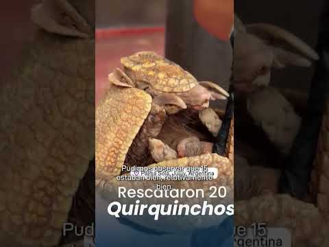 RESCATARON DE CAZADORES A 20 QUIRQUINCHOS EN PALMA SOLA