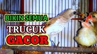 Download lagu trucukan betina gacor, Trucuka gacor meloloh anakan,Pancingan trucukan macet bunyi mp3