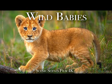 Wild Babies 4K - Amazing World Of Young Animals | Baby Animals | Scenic Relaxation Film