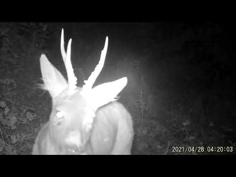 2021 0428 041859 007