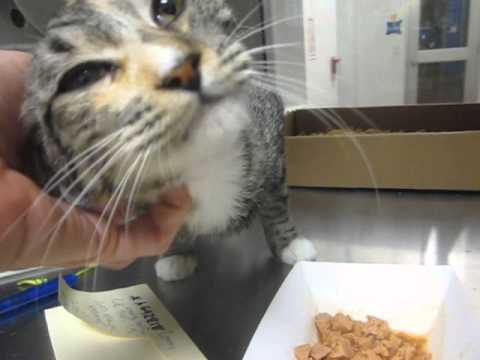 Meet LAVINIA, playful female cat who loves people and is sublimely beautiful