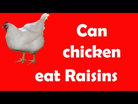 download lagu mp3 mp4 Do Chickens Like Raisins, download lagu Do Chickens Like Raisins gratis, unduh video klip Do Chickens Like Raisins