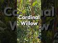 Cardinal Willow