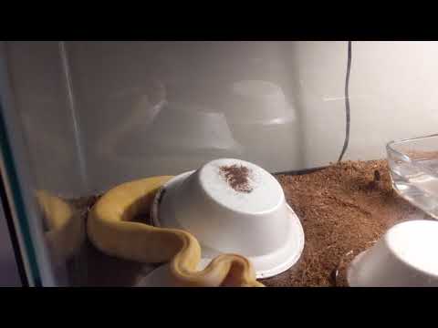 Zeus The Ball Python