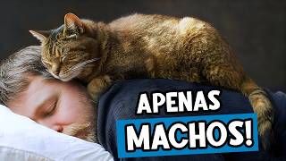 Por que seu gato MACHO dorme com você - É muito mais do que você imagina!