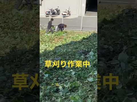 なぜ3月に草刈りをしないのか？冬が終わってから初めて行うのはいつですか？少し待ってからの3つのメリット！  庭園