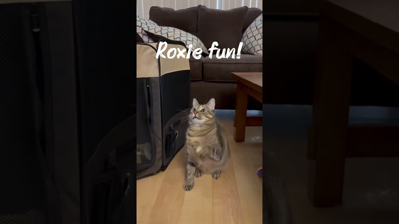 Enlarge Roxie, a Adoptable mixed breed in Libertyville, IL video 6/6