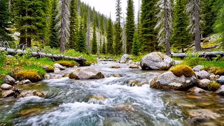 Download lagu Suara Air Sungai yang Tenang, Burung-Burung Hutan yang Merdu, Suasana Alam yang Menenangkan mp3
