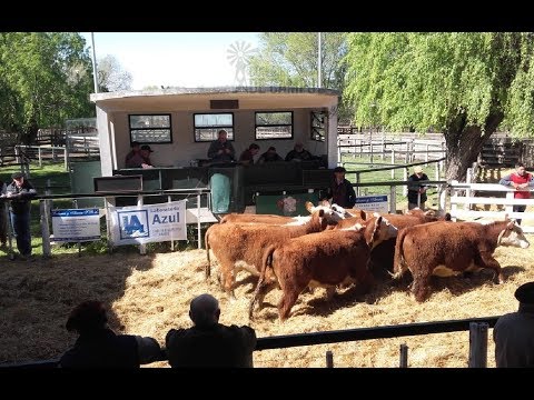 Resumen del 10° remate Hereford de Origen - Miércoles 2 de octubre de 2019  - Tandil