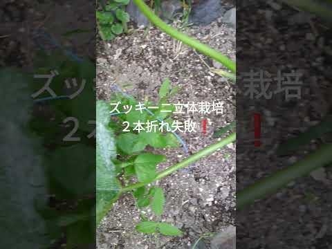 ズッキーニの種を播く前に浸したほうがよいでしょうか？  庭園